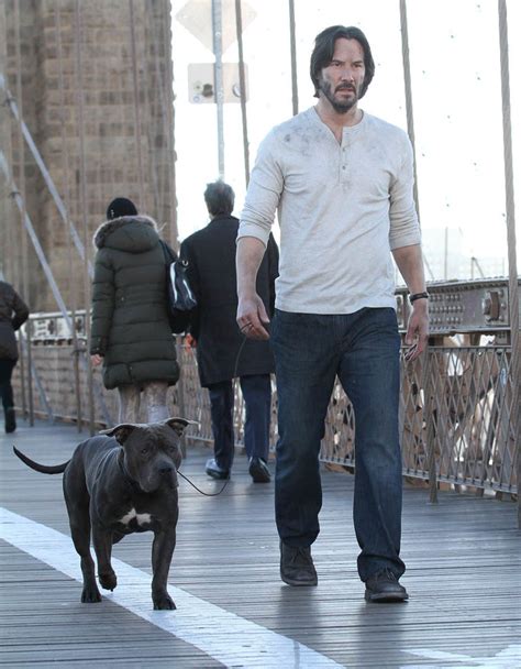 dog breed john wick 3|John Wick Dog Breed Facts [3 Breeds You Must Know]